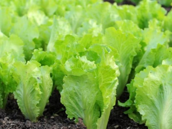 8 adutov zelene solate za boljše zdravje